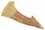 Fossil Sawfish (Onchopristis) Rostral Barb - Morocco #356405-1